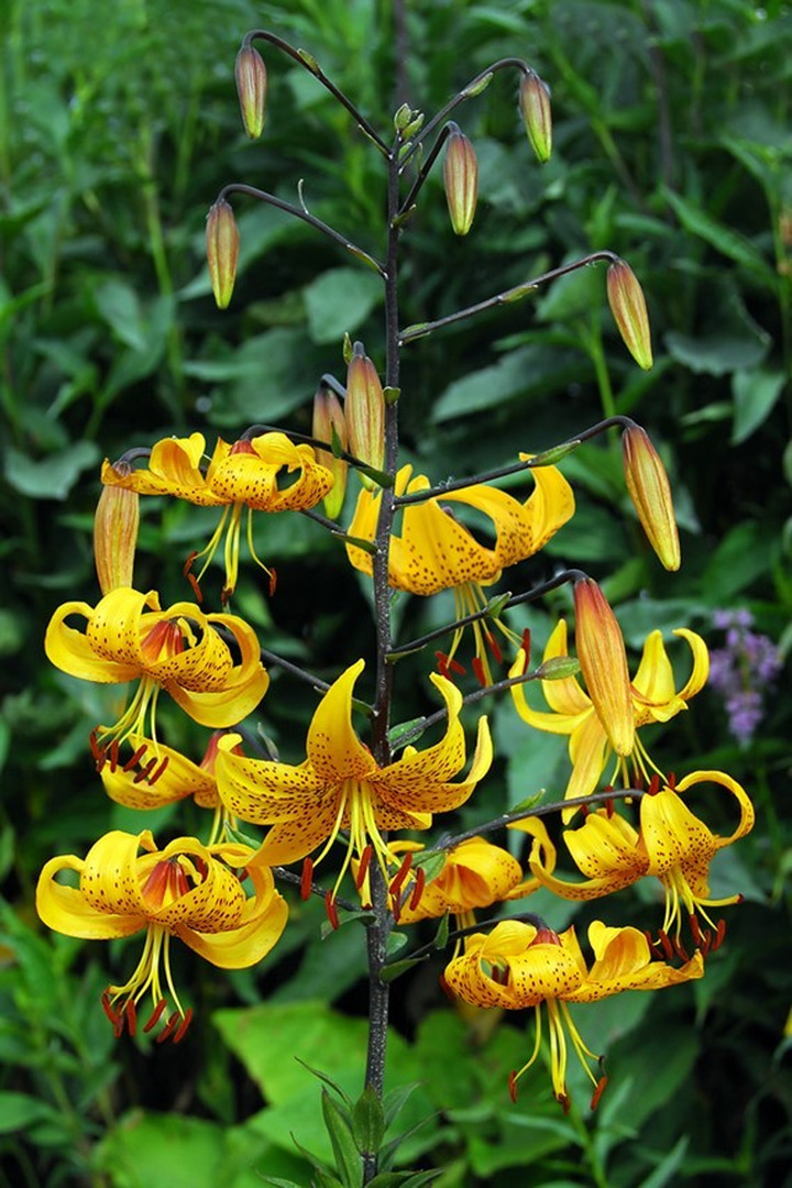 Lelija (Lot Lilium) 'Leightlinni'-LELIJOS-SVOGŪNINĖS GĖLĖS
