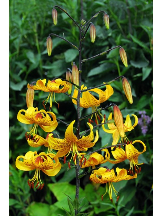 Lelija (Lot Lilium) 'Leightlinni'-LELIJOS-SVOGŪNINĖS GĖLĖS
