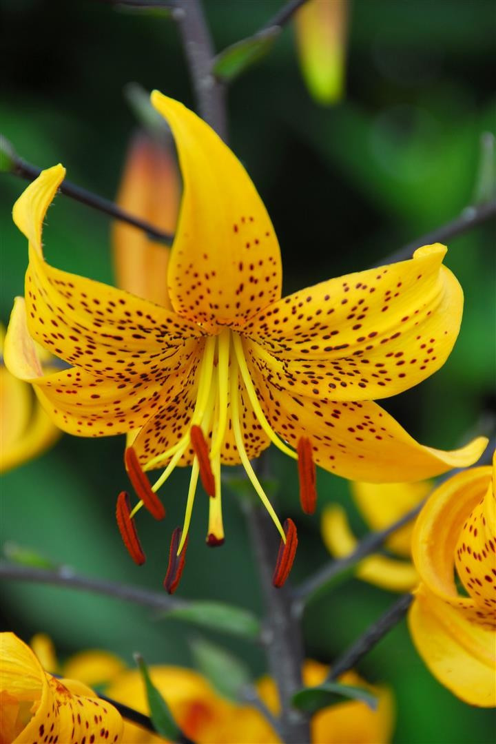 Lelija (Lot Lilium) 'Leightlinni'-LELIJOS-SVOGŪNINĖS GĖLĖS