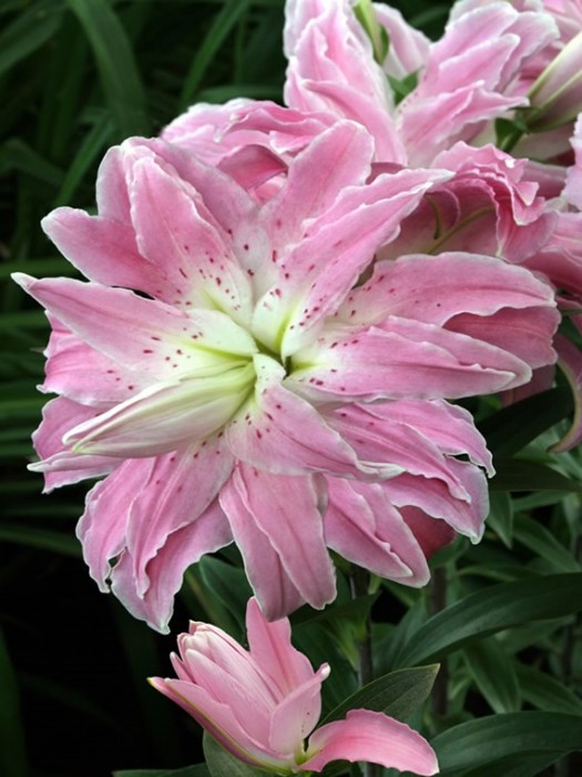 Lelija (Lot Lilium) 'Lotus Elegance'-LELIJOS-SVOGŪNINĖS GĖLĖS