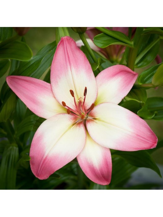 Lelija (Lot Lilium) 'Levi'-LELIJOS-SVOGŪNINĖS GĖLĖS