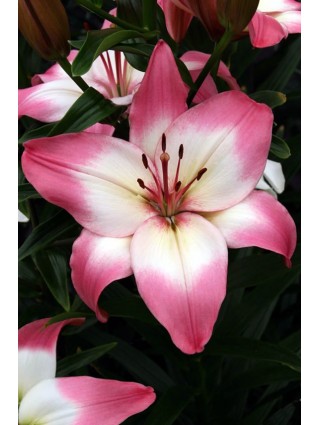 Lelija (Lot Lilium) 'Levi'-LELIJOS-SVOGŪNINĖS GĖLĖS