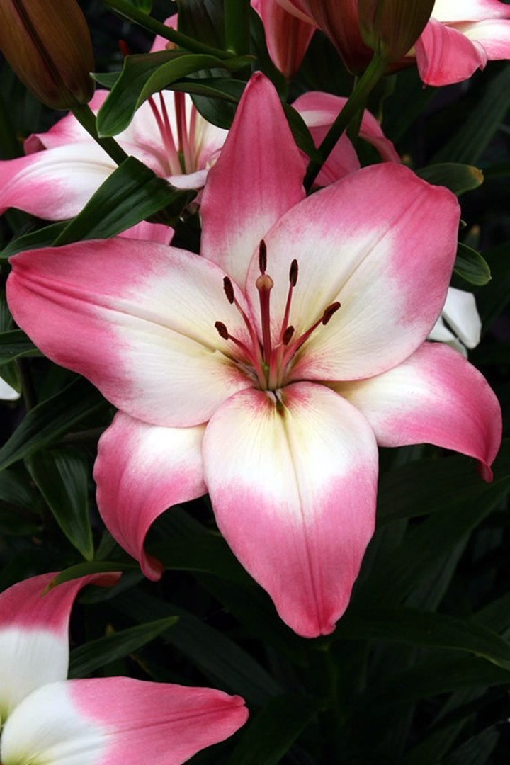 Lelija (Lot Lilium) 'Levi'-LELIJOS-SVOGŪNINĖS GĖLĖS