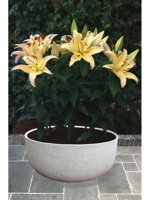 Lelija (Lot Lilium) 'Gold Party'-LELIJOS-SVOGŪNINĖS GĖLĖS