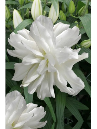 Lelija (Lot Lilium) 'Lotus Ice'-LELIJOS-SVOGŪNINĖS GĖLĖS