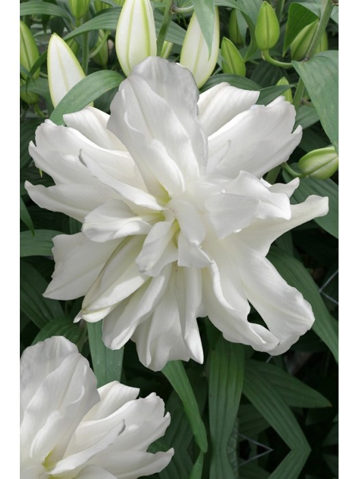 Lelija (Lot Lilium) 'Lotus Ice'-LELIJOS-SVOGŪNINĖS GĖLĖS
