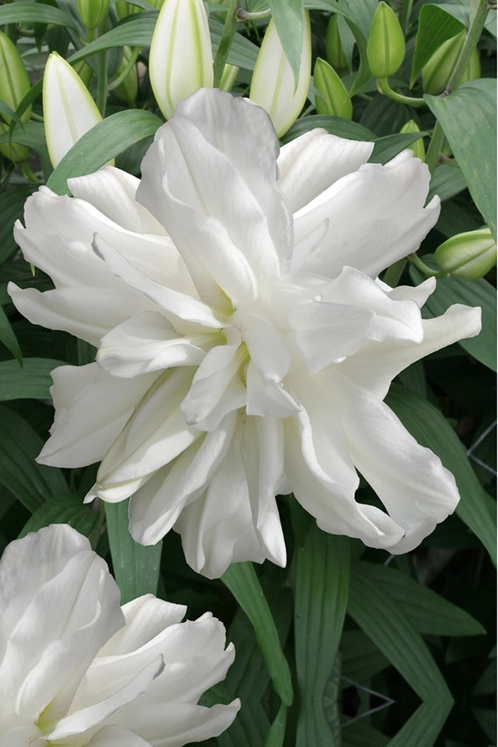 Lelija (Lot Lilium) 'Lotus Ice'-LELIJOS-SVOGŪNINĖS GĖLĖS