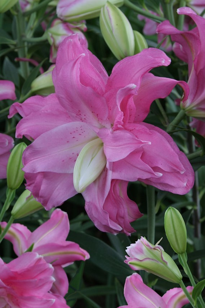 Lelija (Lot Lilium) 'Lotus Joy'-LELIJOS-SVOGŪNINĖS GĖLĖS