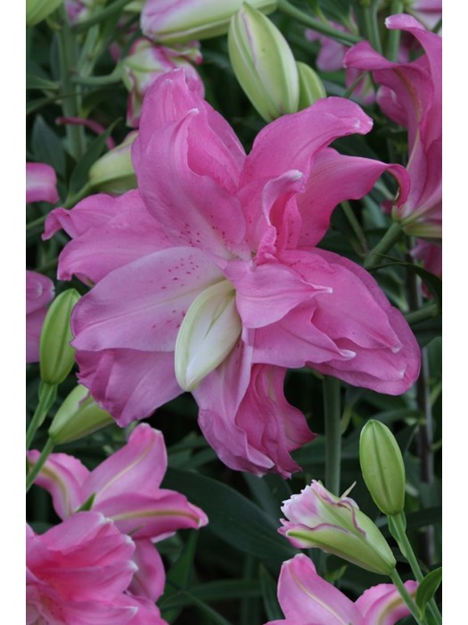 Lelija (Lot Lilium) 'Lotus Joy'-LELIJOS-SVOGŪNINĖS GĖLĖS