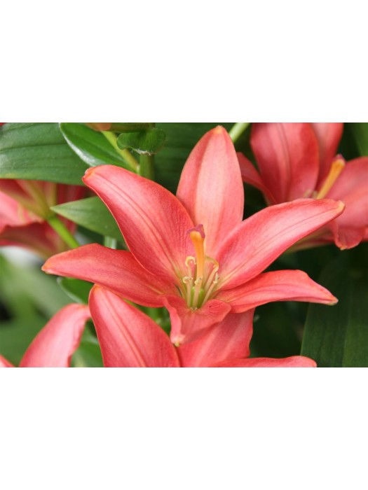 Lelija (Lot Lilium) 'Little Kiss'-LELIJOS-SVOGŪNINĖS GĖLĖS