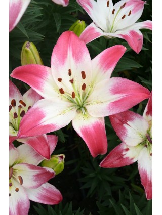 Lelija (Lot Lilium) 'Lollypop'-LELIJOS-SVOGŪNINĖS GĖLĖS