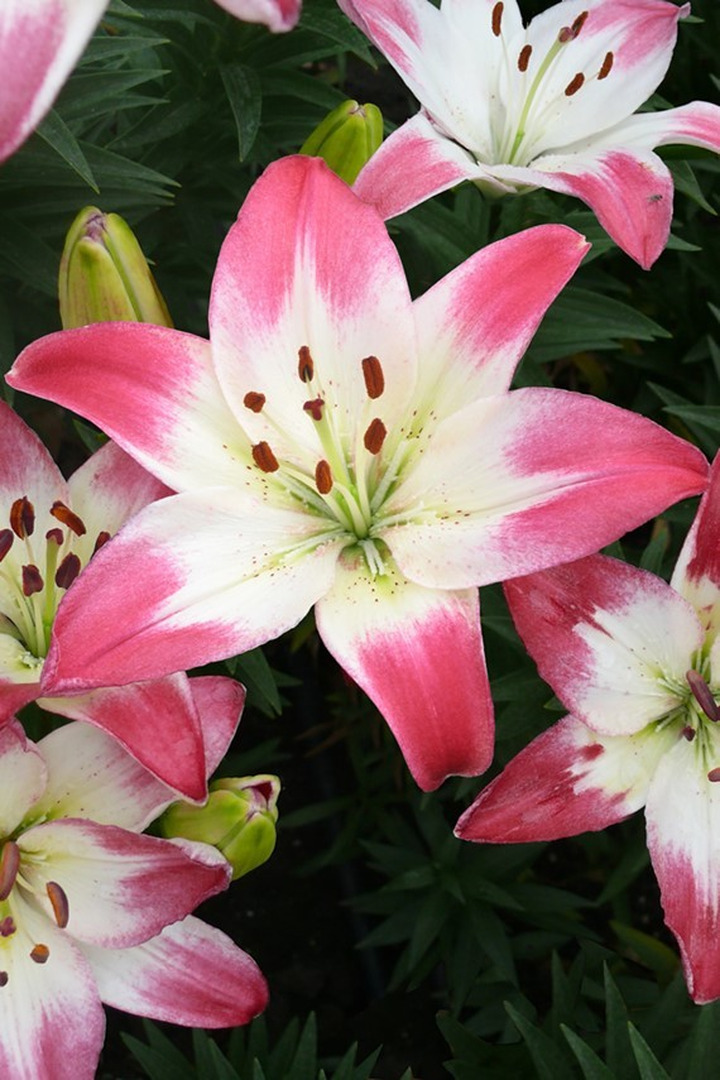 Lelija (Lot Lilium) 'Lollypop'-LELIJOS-SVOGŪNINĖS GĖLĖS