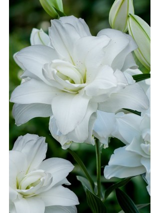 Lelija (Lot Lilium) 'Lotus Pure'-LELIJOS-SVOGŪNINĖS GĖLĖS