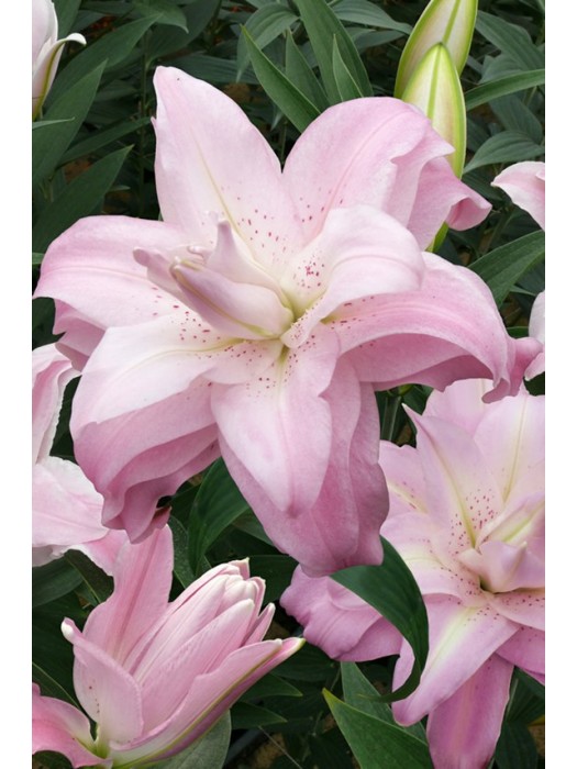 Lelija (Lot Lilium) 'Lotus Queen'-LELIJOS-SVOGŪNINĖS GĖLĖS