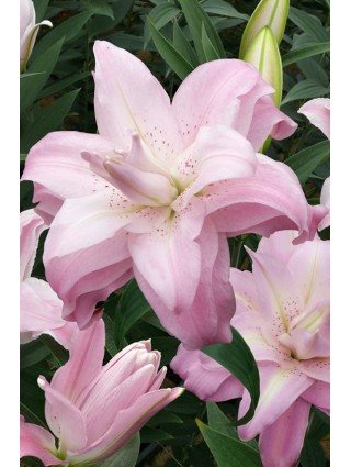 Lelija (Lot Lilium) 'Lotus Queen'-LELIJOS-SVOGŪNINĖS GĖLĖS