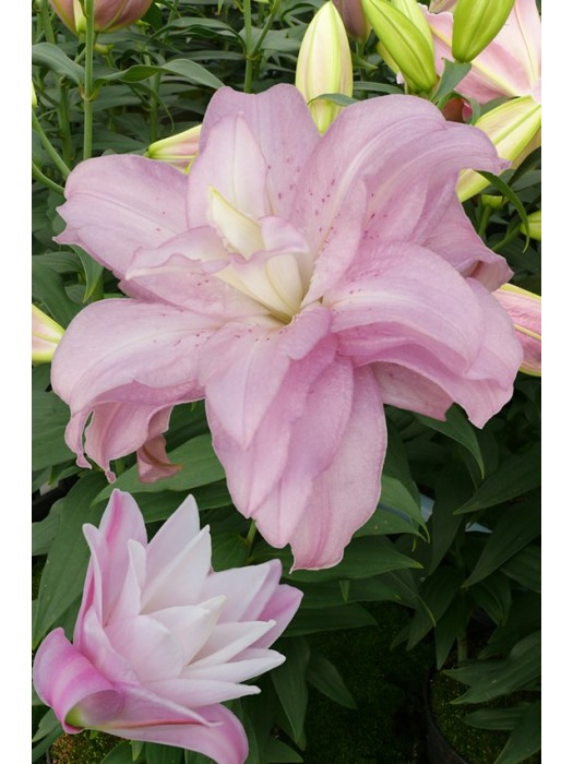 Lelija (Lot Lilium) 'Lotus Spring'-LELIJOS-SVOGŪNINĖS GĖLĖS