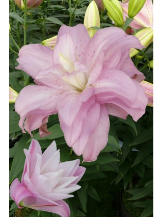 Lelija (Lot Lilium) 'Lotus Spring'-LELIJOS-SVOGŪNINĖS GĖLĖS