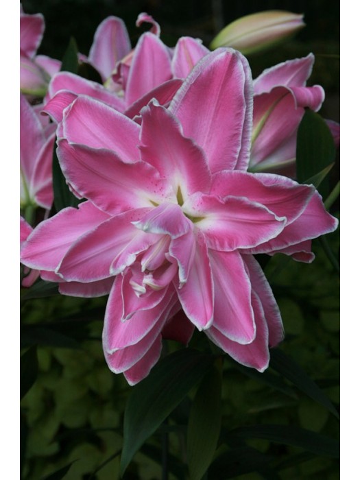 Lelija (Lot Lilium) 'Lotus Wonder'-LELIJOS-SVOGŪNINĖS GĖLĖS