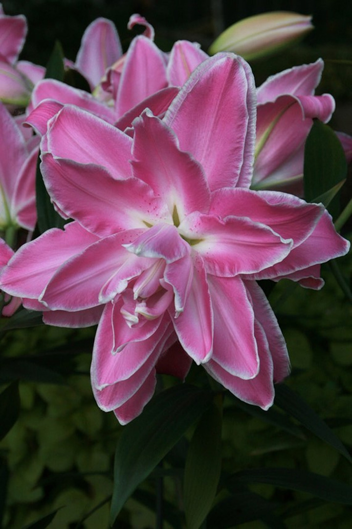 Lelija (Lot Lilium) 'Lotus Wonder'-LELIJOS-SVOGŪNINĖS GĖLĖS
