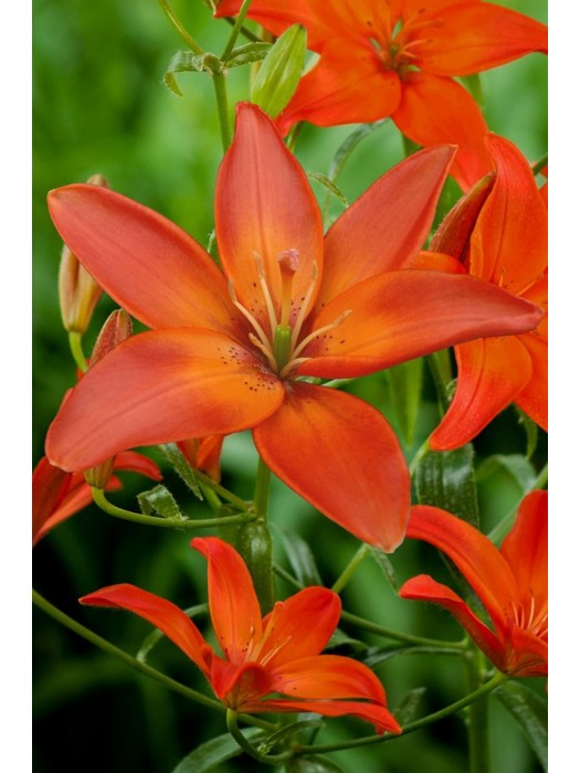 Lelija (Lot Lilium) 'Mandarin Star'-LELIJOS-SVOGŪNINĖS GĖLĖS