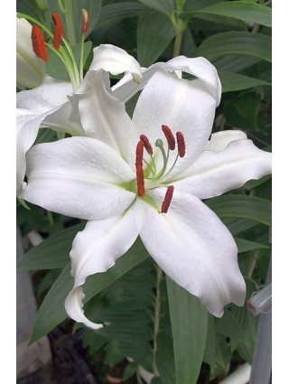Lelija (Lot Lilium) 'Mount Aspiring'-LELIJOS-SVOGŪNINĖS GĖLĖS
