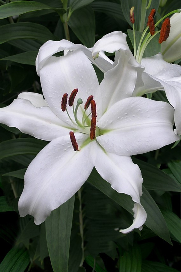 Lelija (Lot Lilium) 'Mount Aspiring'-LELIJOS-SVOGŪNINĖS GĖLĖS