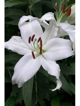 Lelija (Lot Lilium) 'Mount Aspiring'-LELIJOS-SVOGŪNINĖS GĖLĖS