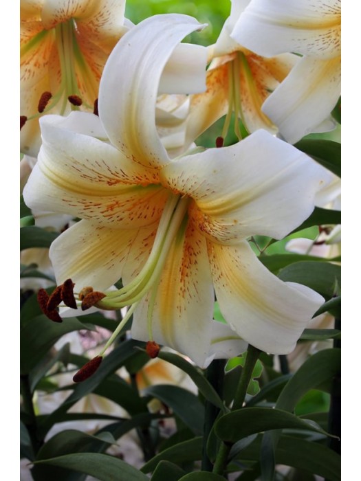 Lelija (Lot Lilium) 'Mr Cas'-LELIJOS-SVOGŪNINĖS GĖLĖS