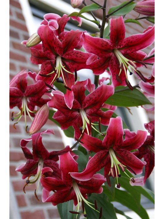 Lelija (Lot Lilium) 'Miss Feya'-LELIJOS-SVOGŪNINĖS GĖLĖS