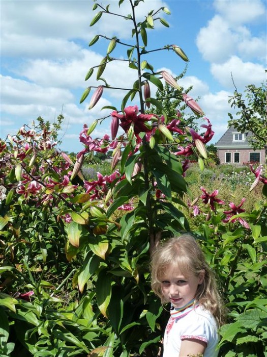 Lelija (Lot Lilium) 'Miss Feya'-LELIJOS-SVOGŪNINĖS GĖLĖS
