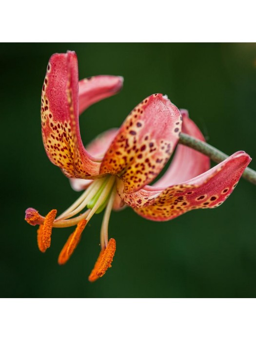 Lelija (Lot Lilium) 'Manitoba Morning'-LELIJOS-SVOGŪNINĖS GĖLĖS