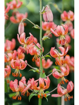 Lelija (Lot Lilium) 'Manitoba Morning'-LELIJOS-SVOGŪNINĖS GĖLĖS
