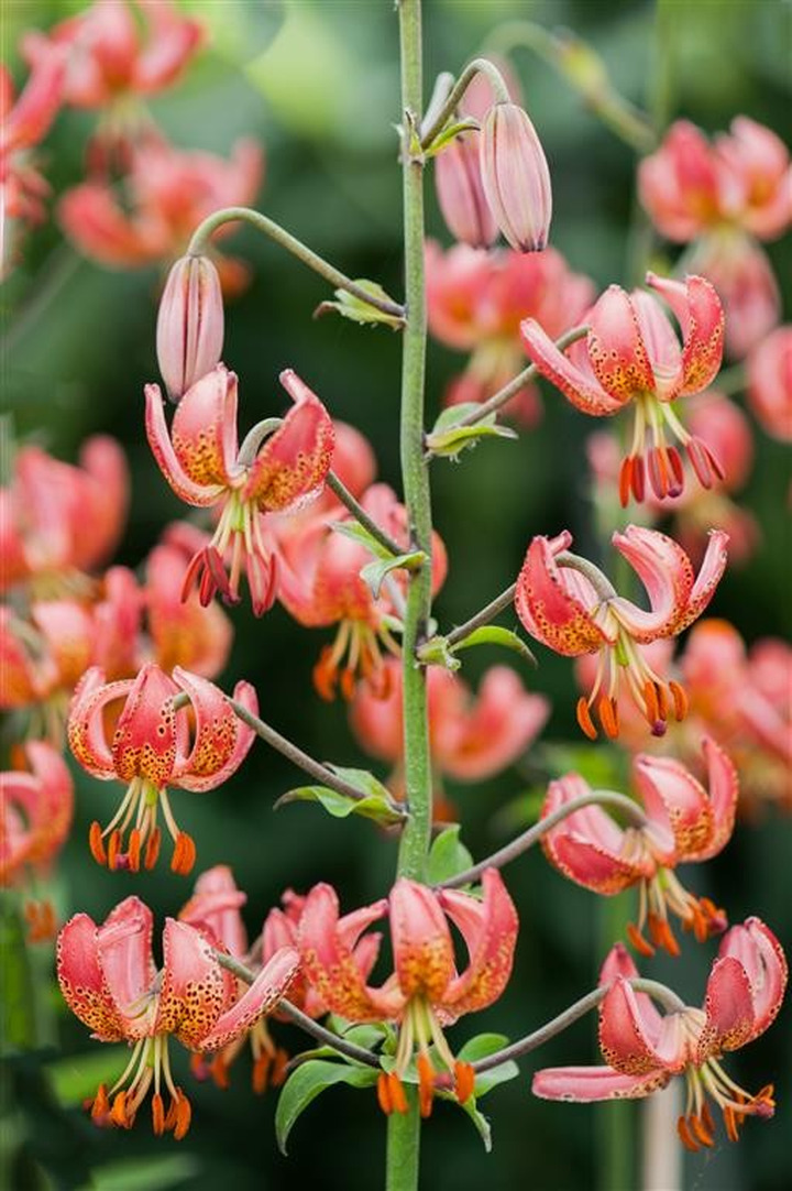Lelija (Lot Lilium) 'Manitoba Morning'-LELIJOS-SVOGŪNINĖS GĖLĖS