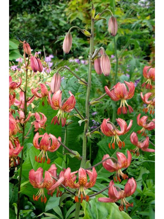 Lelija (Lot Lilium) 'Manitoba Morning'-LELIJOS-SVOGŪNINĖS GĖLĖS