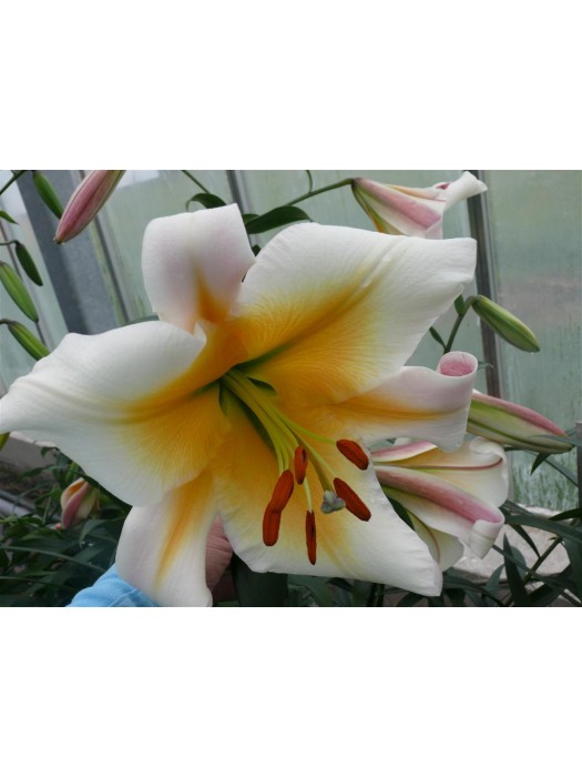 Lelija (Lot Lilium) 'Miss Peculiar'-LELIJOS-SVOGŪNINĖS GĖLĖS