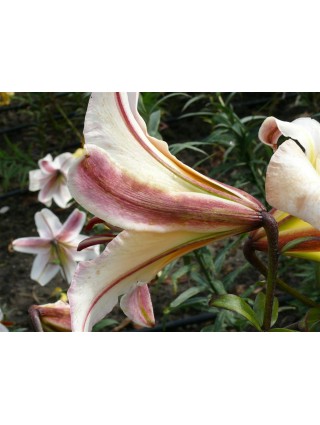 Lelija (Lot Lilium) 'Miss Peculiar'-LELIJOS-SVOGŪNINĖS GĖLĖS