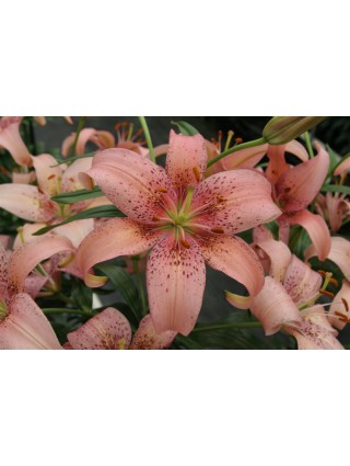 Lelija (Lot Lilium) 'Morpho Pink'-LELIJOS-SVOGŪNINĖS GĖLĖS