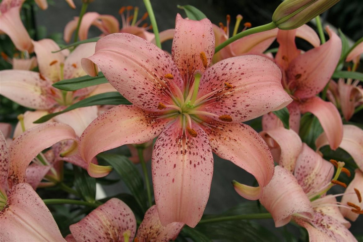 Lelija (Lot Lilium) 'Morpho Pink'-LELIJOS-SVOGŪNINĖS GĖLĖS