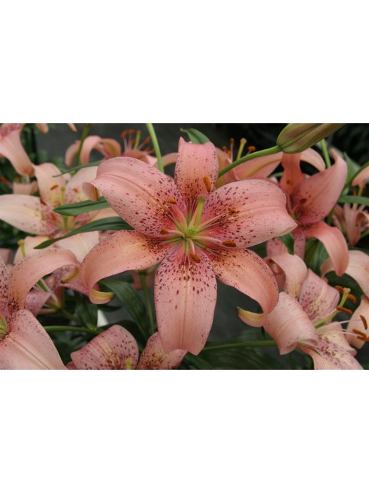 Lelija (Lot Lilium) 'Morpho Pink'-LELIJOS-SVOGŪNINĖS GĖLĖS