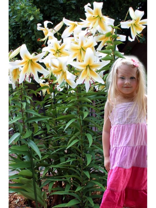 Lelija (Lot Lilium) 'Mr. Pistache'-LELIJOS-SVOGŪNINĖS GĖLĖS