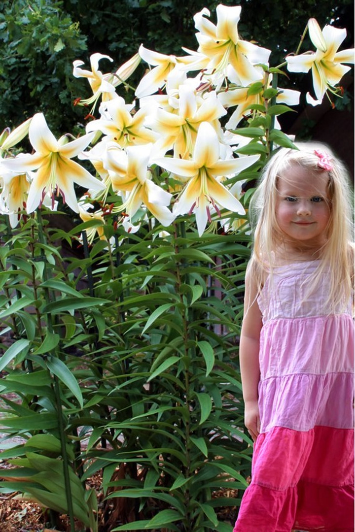 Lelija (Lot Lilium) 'Mr. Pistache'-LELIJOS-SVOGŪNINĖS GĖLĖS