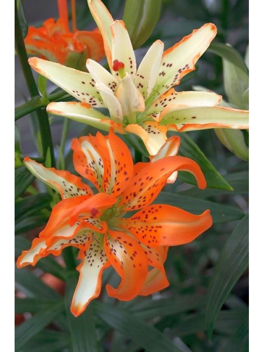 Lelija (Lot Lilium) 'Must See'-LELIJOS-SVOGŪNINĖS GĖLĖS