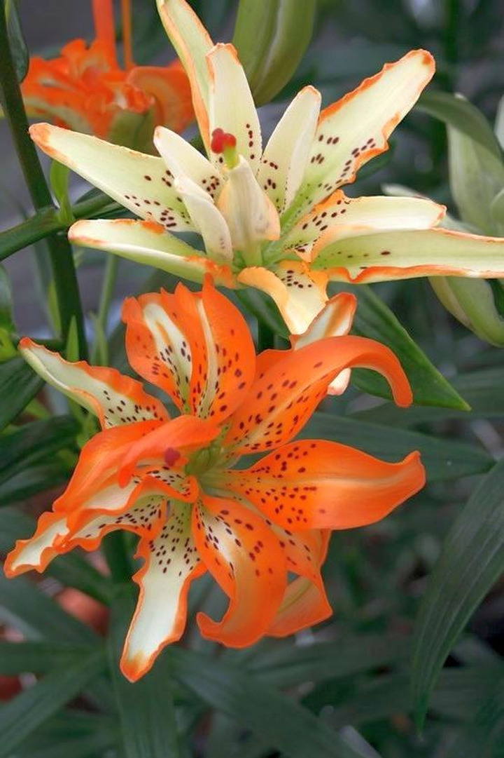 Lelija (Lot Lilium) 'Must See'-LELIJOS-SVOGŪNINĖS GĖLĖS