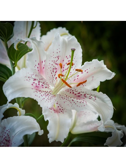 Lelija (Lot Lilium) 'Muscadet'-LELIJOS-SVOGŪNINĖS GĖLĖS