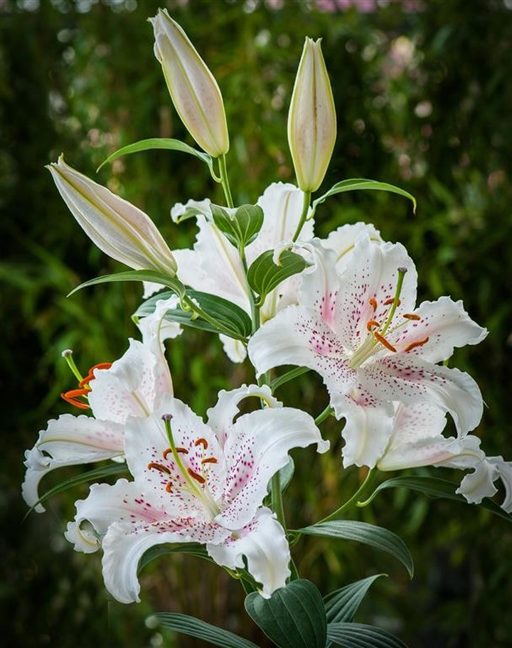 Lelija (Lot Lilium) 'Muscadet'-LELIJOS-SVOGŪNINĖS GĖLĖS