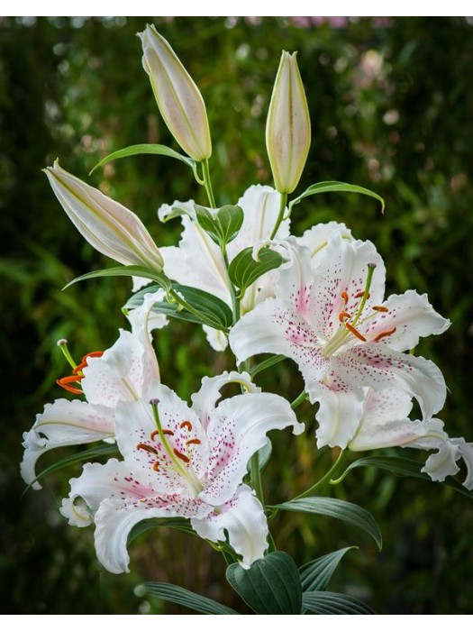Lelija (Lot Lilium) 'Muscadet'-LELIJOS-SVOGŪNINĖS GĖLĖS