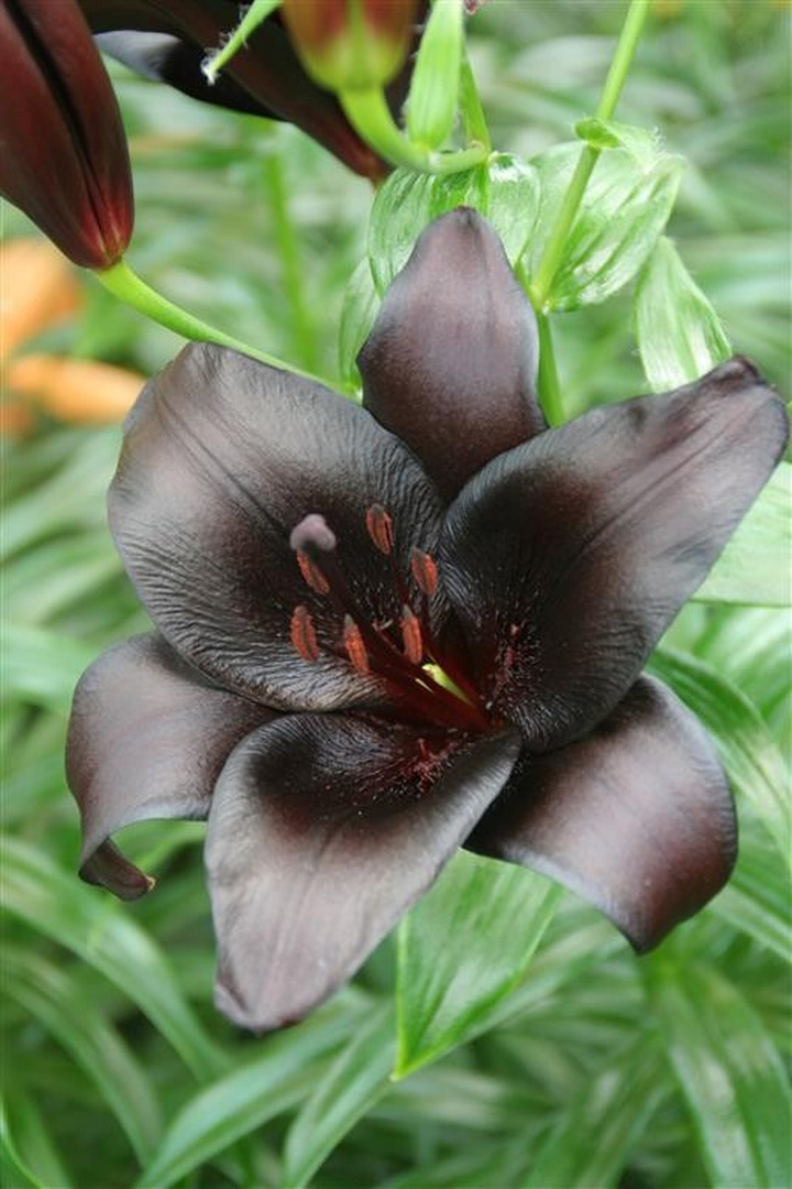 Lelija (Lot Lilium) 'Nightrider'-LELIJOS-SVOGŪNINĖS GĖLĖS