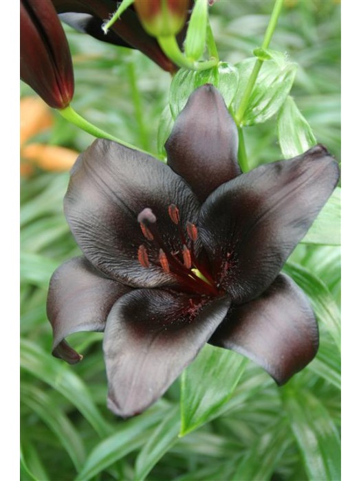 Lelija (Lot Lilium) 'Nightrider'-LELIJOS-SVOGŪNINĖS GĖLĖS