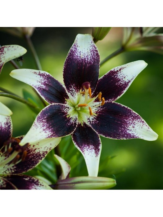 Lelija (Lot Lilium) 'Netty's Pride'-LELIJOS-SVOGŪNINĖS GĖLĖS