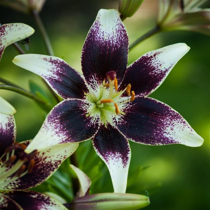 Lelija (Lot Lilium) 'Netty's Pride'-LELIJOS-SVOGŪNINĖS GĖLĖS